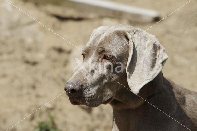 Weimaraner (Canis domesticus)