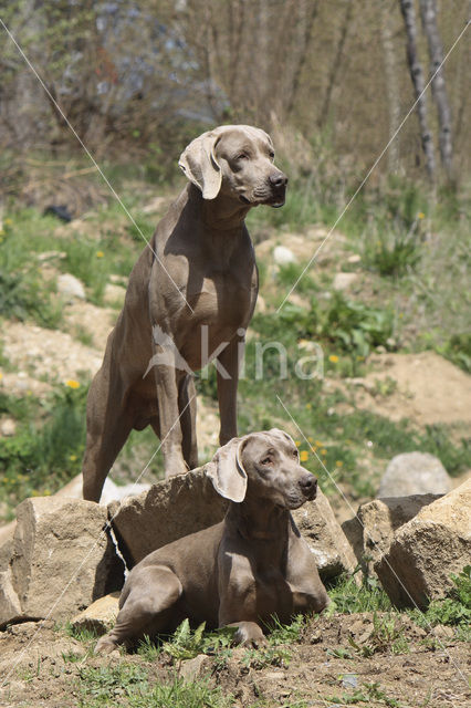 Weimaraner (Canis domesticus)