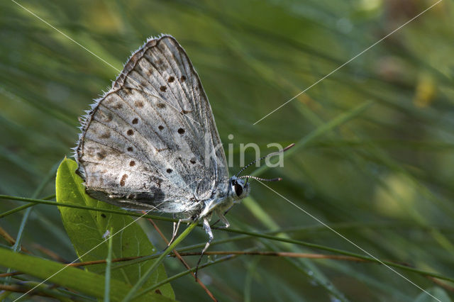 Amanda’s Blue (Polyommatus amandus)