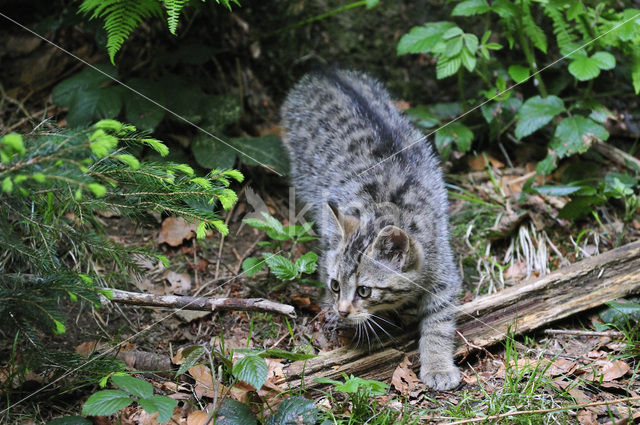 Wilde kat (Felis silvestris)