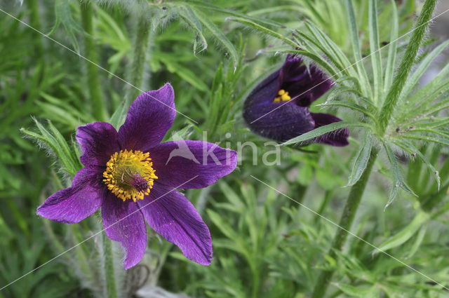 Wildemanskruid (Pulsatilla vulgaris)