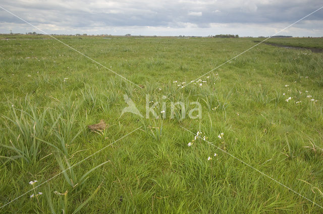 Wormer- en Jisperveld