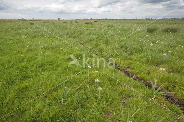 Wormer- en Jisperveld