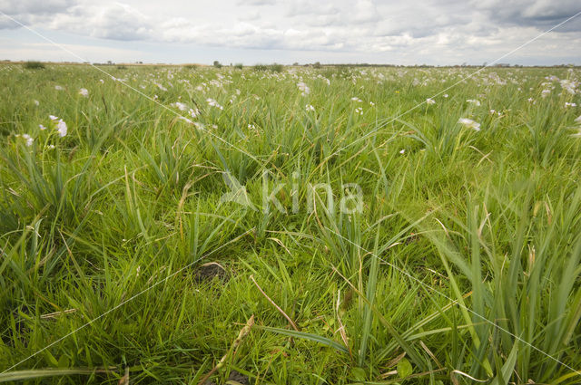 Wormer- en Jisperveld