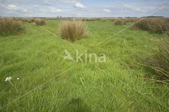 Wormer- en Jisperveld