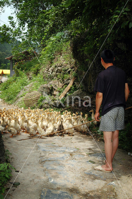 Yangshuo