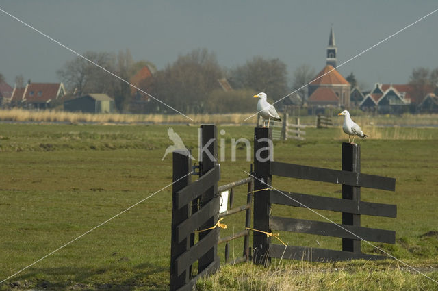 Zilvermeeuw (Larus argentatus)