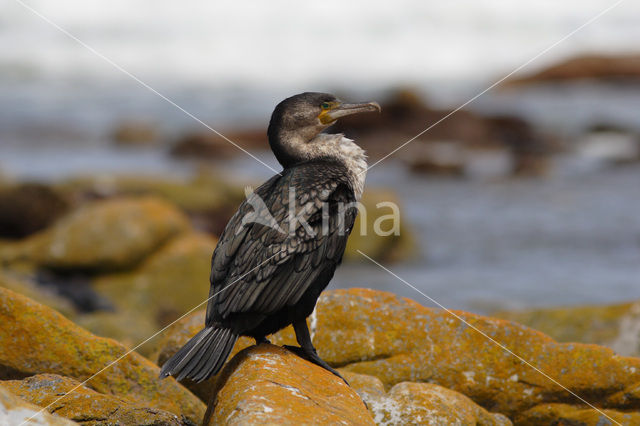 Afrikaanse aalscholver (Phalacrocorax carbo lucidus)