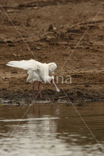 Afrikaanse Lepelaar (Platalea alba)