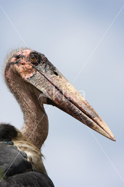 Marabou stork (Leptoptilos crumeniferus)