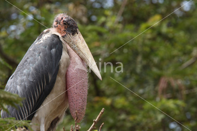 Afrikaanse Maraboe (Leptoptilos crumeniferus)