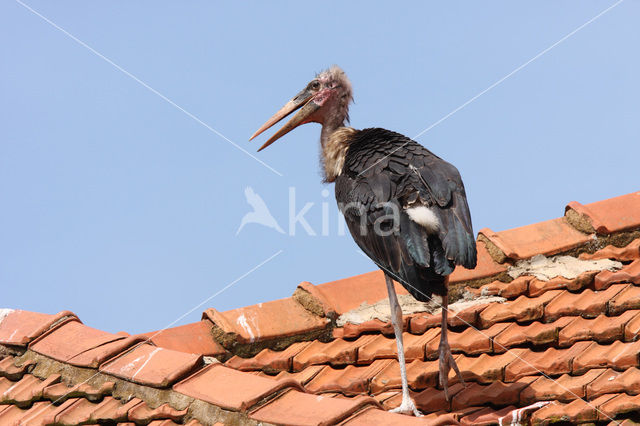 Afrikaanse Maraboe (Leptoptilos crumeniferus)