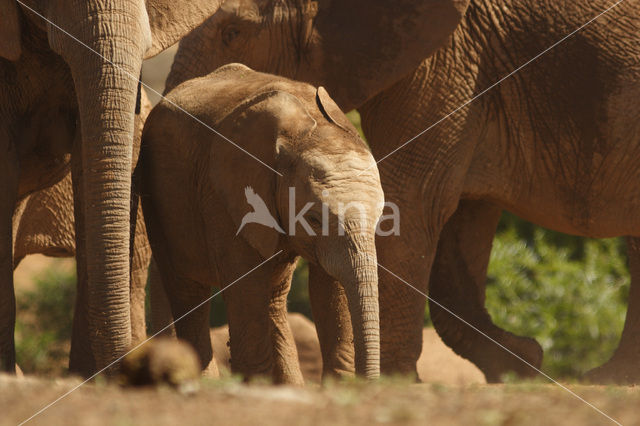 Afrikaanse olifant (Loxodonta africana)