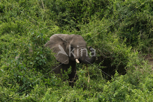 Afrikaanse olifant (Loxodonta africana)