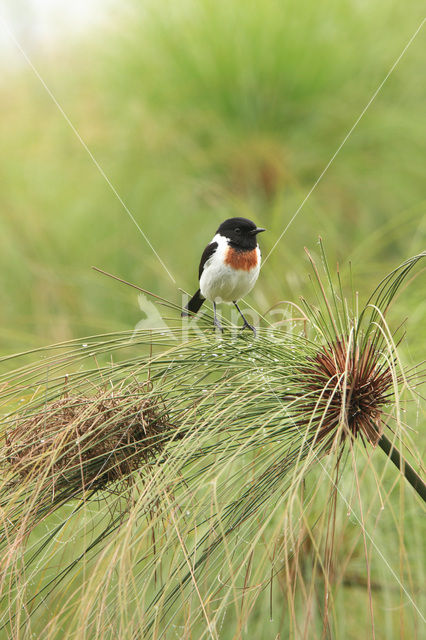 Afrikaanse Roodborsttapuit (Saxicola torquatus)