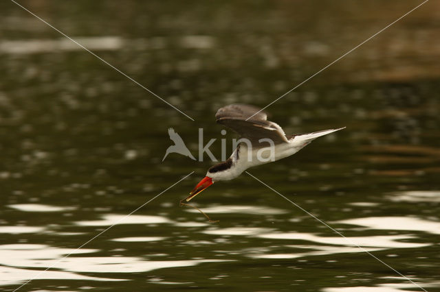 Afrikaanse Schaarbek (Rynchops flavirostris)