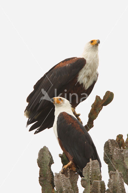 African fish eagle (Haliaeetus vocifer)