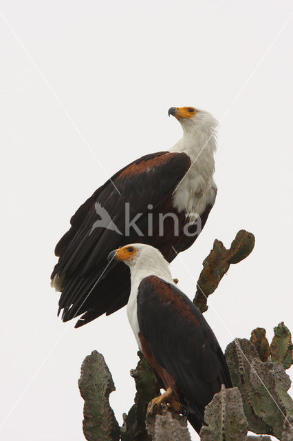 Afrikaanse Zeearend (Haliaeetus vocifer)