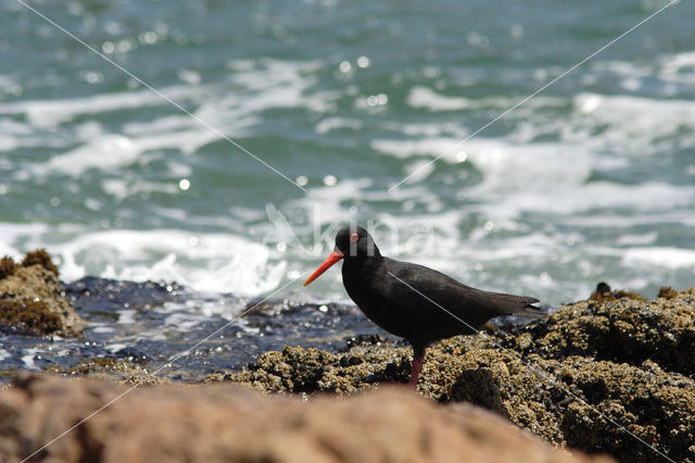 Afrikaanse Zwarte Scholekster (Haematopus moquini)