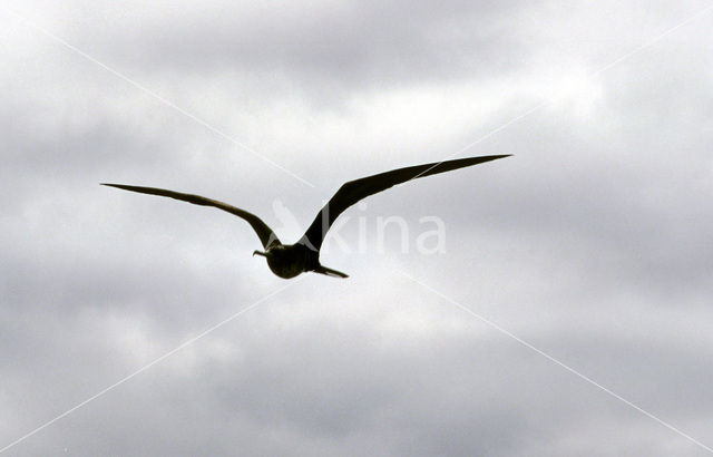 Magnificent frigatebird (Fregata magnificens)