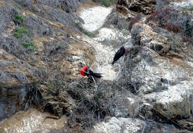 Magnificent frigatebird (Fregata magnificens)