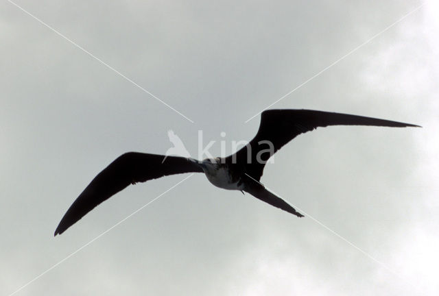 Amerikaanse fregatvogel (Fregata magnificens)