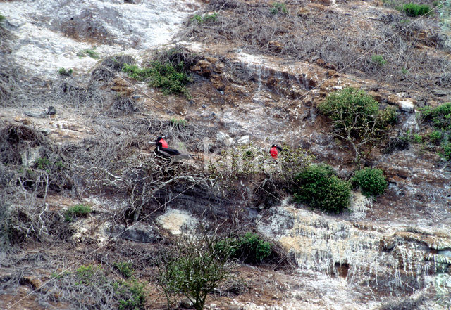 Magnificent frigatebird (Fregata magnificens)