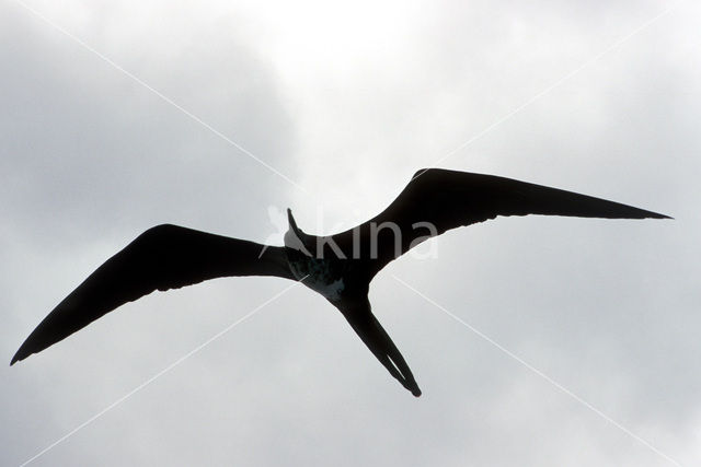 Amerikaanse fregatvogel (Fregata magnificens)