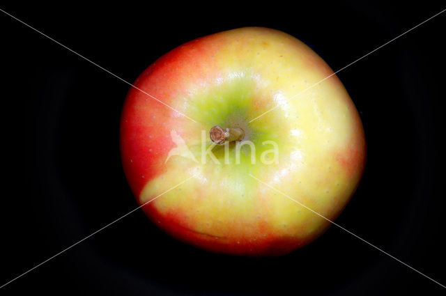 Appel (Malus domesticus)