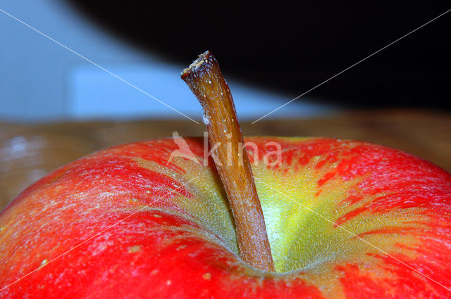 Apple (Malus domesticus)