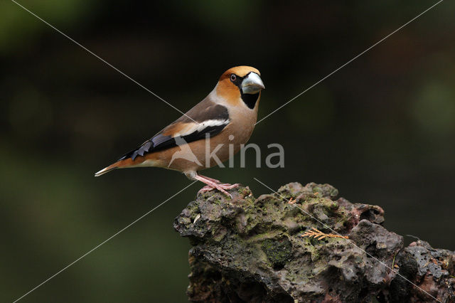 Appelvink (Coccothraustes coccothraustes)