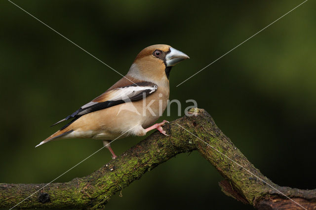 Appelvink (Coccothraustes coccothraustes)