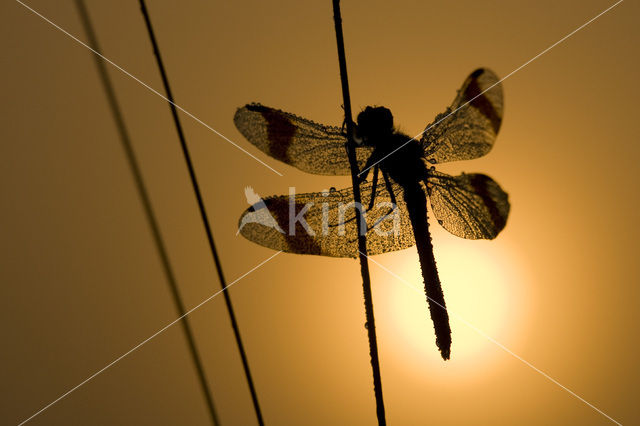 Bandheidelibel (Sympetrum pedemontanum)