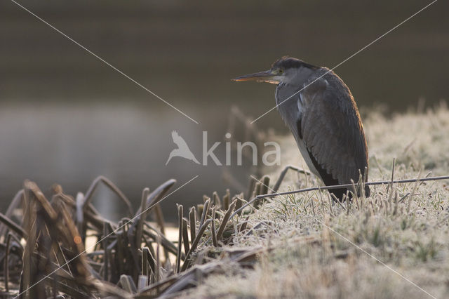 Blauwe Reiger (Ardea cinerea)