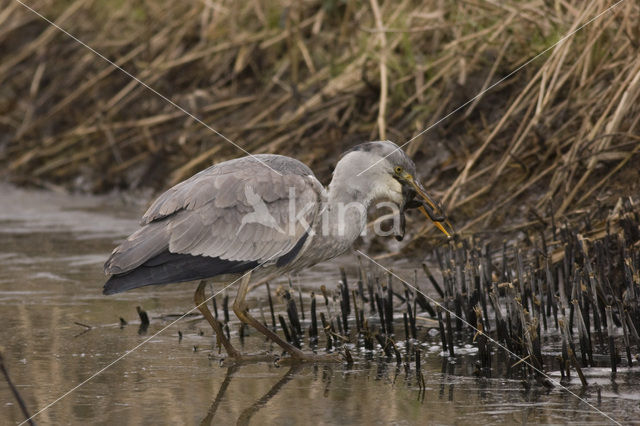 Blauwe Reiger (Ardea cinerea)