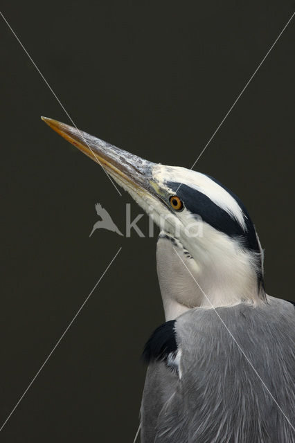 Blauwe Reiger (Ardea cinerea)