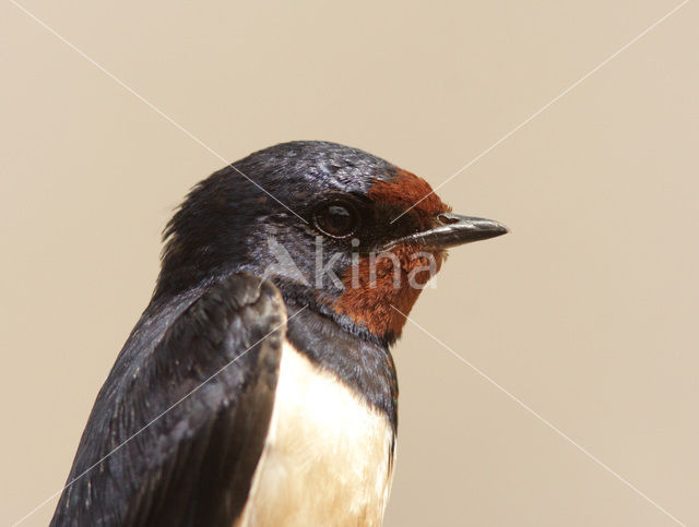 Boerenzwaluw (Hirundo rustica)