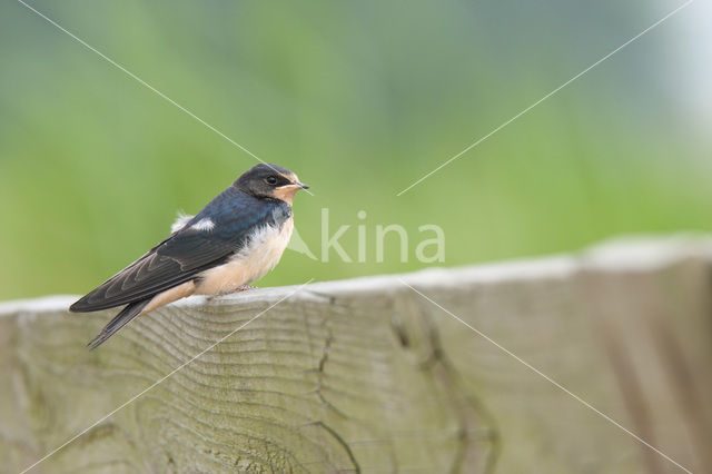 Boerenzwaluw (Hirundo rustica)