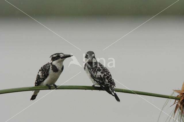 Bonte IJsvogel (Ceryle rudis)