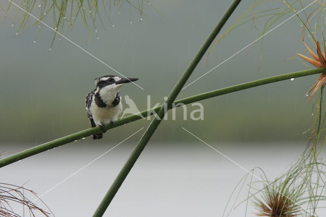 Bonte IJsvogel (Ceryle rudis)