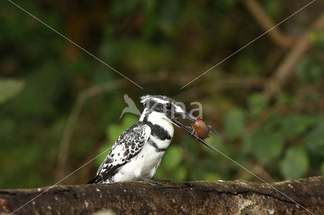 Bonte IJsvogel (Ceryle rudis)