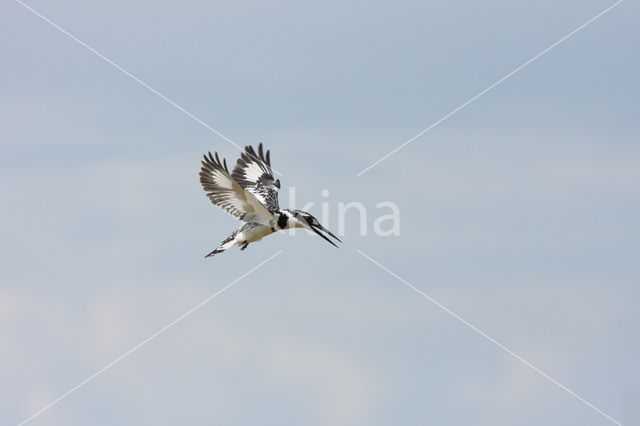 Bonte IJsvogel (Ceryle rudis)