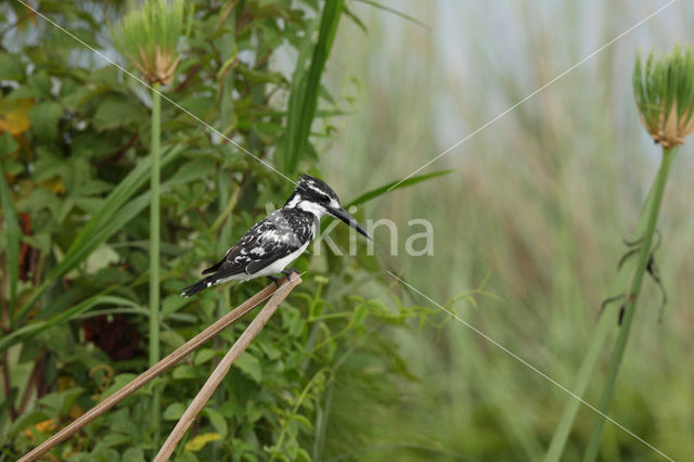 Bonte IJsvogel (Ceryle rudis)