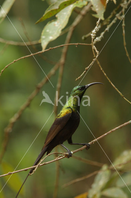 Bronshoningzuiger (Nectarinia kilimensis)