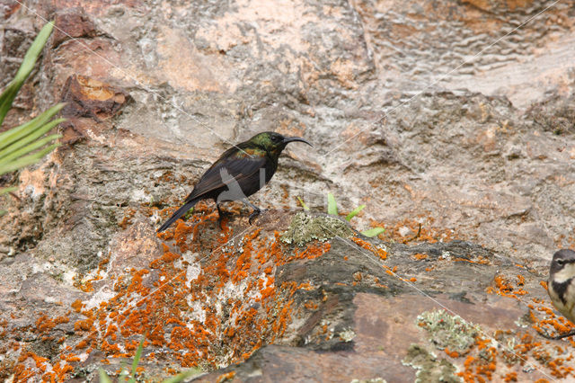 Bronshoningzuiger (Nectarinia kilimensis)