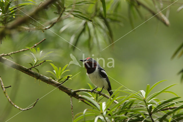 Bruinkeellelvliegenvanger (Platysteira cyanea)