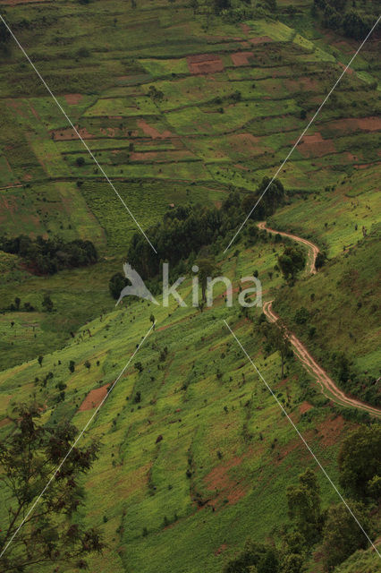 Bwindi Impenetrable Forest National Park