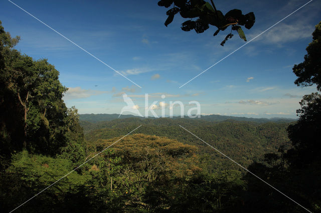 Bwindi Impenetrable Forest National Park