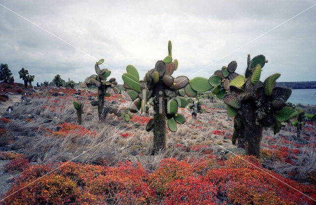 Cactus (Opuntia spec)