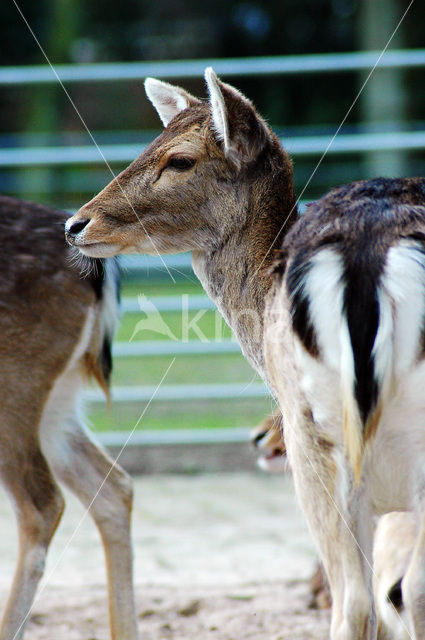 Fallow Deer (Dama dama)